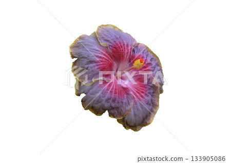 Giant Hibiscus Flower Pink named Moorea Mona Rainbow 133905086