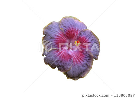Giant Hibiscus Flower Pink named Moorea Mona Rainbow 133905087