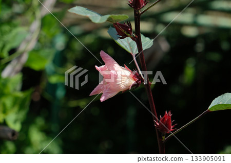 Flowering Roselle plant, Hibiscus sabdariffa Flowering Roselle plant, Hibiscus sabdariffa 133905091