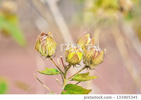 Hibiscus berries (autumn, November) Hibiscus berries (autumn, November) 133905345