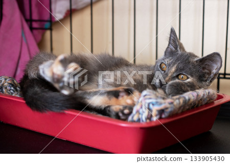 An energetic and curious kitten sitting comfortably within its shelter environment An energetic and curious kitten sitting comfortably within its shelter environment 133905430