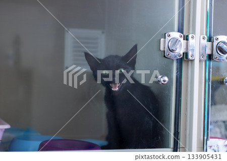 Apprehensive feline with open mouth and bared teeth signals distress and need for care Apprehensive feline with open mouth and bared teeth signals distress and need for care 133905431