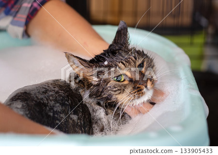 Soft indoor lighting highlights compassionate grooming of cautious tabby in shelter environment Soft indoor lighting highlights compassionate grooming of cautious tabby in shelter environment 133905433