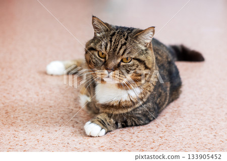 Peaceful feline with toy, Serene domestic feline lying quietly alongside playful feather toy Peaceful feline with toy, Serene domestic feline lying quietly alongside playful feather toy 133905452