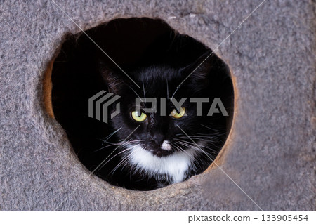Gray textured nook houses curious feline, Mysterious black cat peering from cozy corner space 133905454