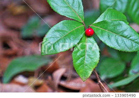 紅十兩果(秋季、11月) 紅十兩果(秋季、11月) 133905490