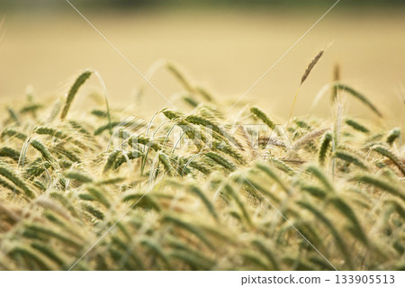 Ears of grain in the field Ears of grain in the field 133905513