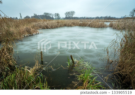 Frozen lake with dense reeds 133905519
