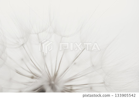 Color of the Year 2026 Cloud Dancer. Macro dandelion. Seed macro closeup. Soft focus. Goodbye Summer. Hope and dreaming concept. Fragility. Springtime 133905542