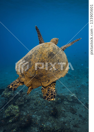 Sea turtle glides in blue sea. Turtle swim underwater 133905601