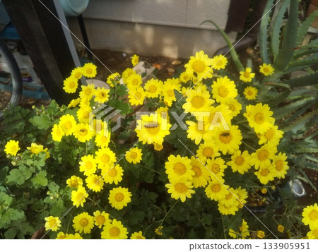 Yellow chrysanthemum flowers growing in a home flowerbed 133905951