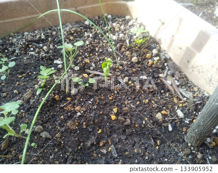 圖坦卡蒙的無豌豆芽 圖坦卡蒙的無豌豆芽 133905952