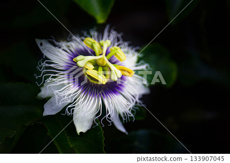 百香果花 133907045