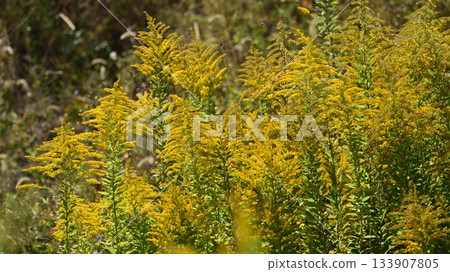 Golden rod - also suitable for land and real estate Golden rod - also suitable for land and real estate 133907805