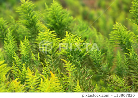 Golden rod - also suitable for land and real estate Golden rod - also suitable for land and real estate 133907820