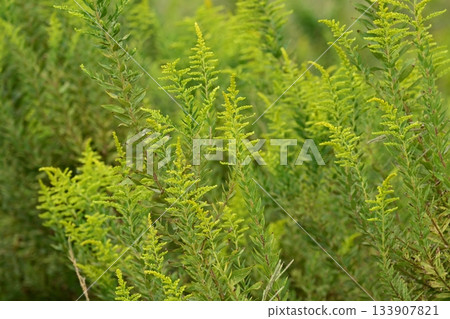 金桿 - 也適用於土地和房地產 133907821