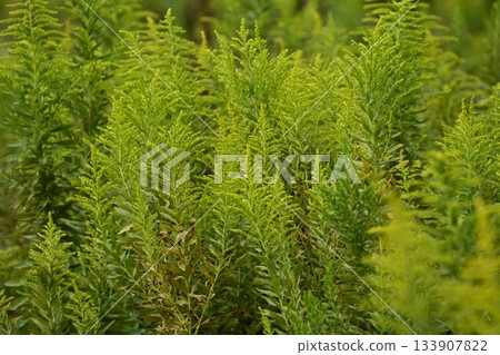 Golden rod - also suitable for land and real estate 133907822