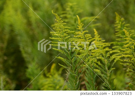 金桿 - 也適用於土地和房地產 133907823