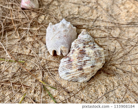 Two beautiful shells are lying on the yellow sand Two beautiful shells are lying on the yellow sand 133908184