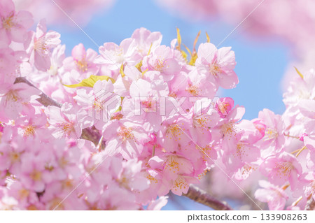 在盛開發光在藍天的Kawazu櫻桃樹 133908263