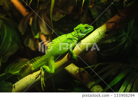 Bright green lizard resting on a tree branch in tropical jungle with dramatic light and detailed scales Bright green lizard resting on a tree branch in tropical jungle with dramatic light and detailed scales 133908294