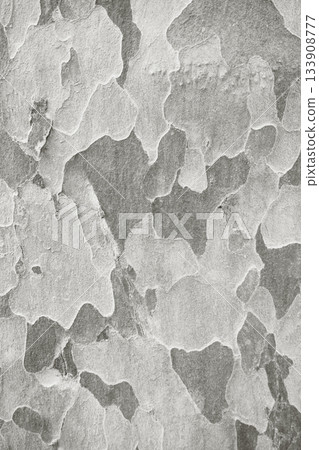 Platanus sycamore camouflage bark background texture color of 2026 year cloud white 133908777