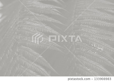 Cloud Dancer fern plant in monochrome color. Forest Cloud Dancer colored fern plants. Trendy color 2026 Cloud Dancer fern plant in monochrome color. Forest Cloud Dancer colored fern plants. Trendy color 2026 133908983