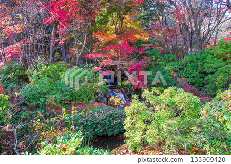 Shirakawa City Nanko Park, Autumn leaves in the strolling pond garden 133909420
