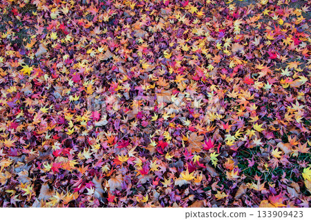 Shirakawa City Nanko Park, Autumn leaves in the strolling pond garden 133909423