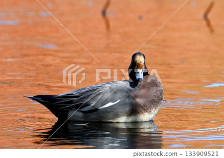 Wigeon Wigeon 133909521