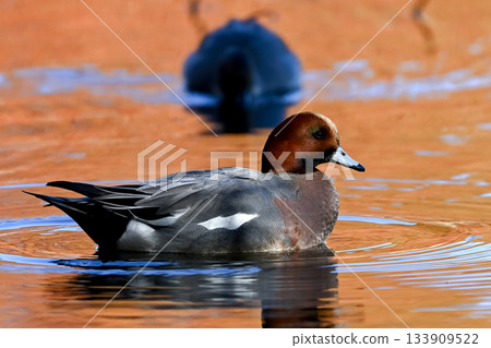 Wigeon Wigeon 133909522