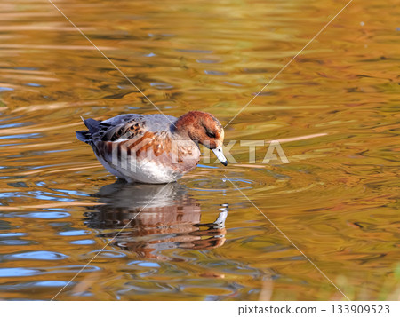 Wigeon Wigeon 133909523