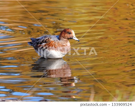 Wigeon Wigeon 133909524