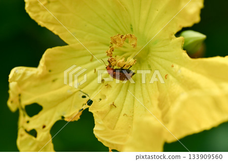 玉米根蟲 玉米根蟲 133909560