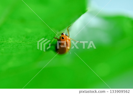 玉米根蟲 玉米根蟲 133909562