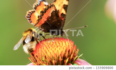 Vanessa cardui butterfly and bee sit on the echinacea flower. Pollination of a flower close-up. Vanessa cardui butterfly and bee sit on the echinacea flower. Pollination of a flower close-up. 133909800