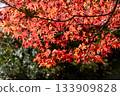 鮮紅的秋葉 133909828