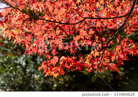 Bright red autumn leaves Bright red autumn leaves 133909828