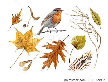 Watercolor set of autumn leaves, seeds, dry grass and robin sitting on a branch. Painted in a realistic style. Ideal for seasonal cards, posters, nature designs, and decorative compositions Watercolor set of autumn leaves, seeds, dry grass and robin sitting on a branch. Painted in a realistic style. Ideal for seasonal cards, posters, nature designs, and decorative compositions 133909934