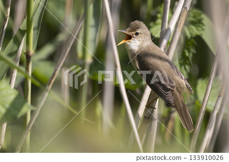 Marsh warbler singing in Arkemheenpolder during springtime in the Netherlands Marsh warbler singing in Arkemheenpolder during springtime in the Netherlands 133910026