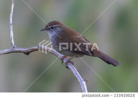Cettis warbler perched on a branch in Arkemheenpolder in the Netherlands during daylight hours Cettis warbler perched on a branch in Arkemheenpolder in the Netherlands during daylight hours 133910028
