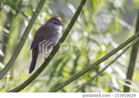 Cettis warbler perched on a branch in Arkemheenpolder, Netherlands during a sunny day 133910029