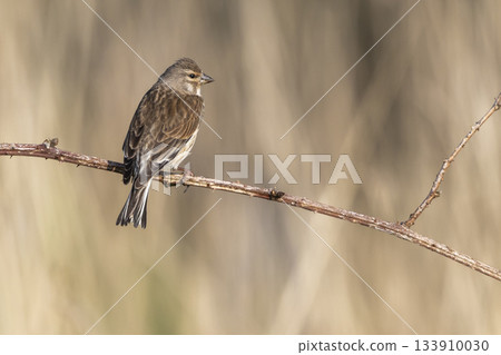 Female common linnet perched on a branch in Arkemheenpolder in Netherlands during daytime 133910030