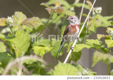 Male common linnet sits on a stem in Arkemheenpolder, Netherlands during daytime in spring season Male common linnet sits on a stem in Arkemheenpolder, Netherlands during daytime in spring season 133910031