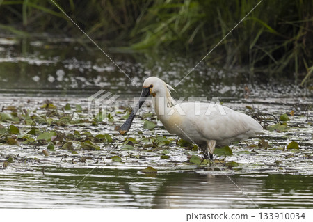 Eurasian spoonbill forages in shallow waters at Eempolder in Hoogland West, Netherlands during a sunny day in late summer Eurasian spoonbill forages in shallow waters at Eempolder in Hoogland West, Netherlands during a sunny day in late summer 133910034