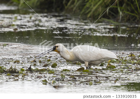 Eurasian spoonbill forages in wetlands of Eempolder in Hoogland West, Netherlands 133910035