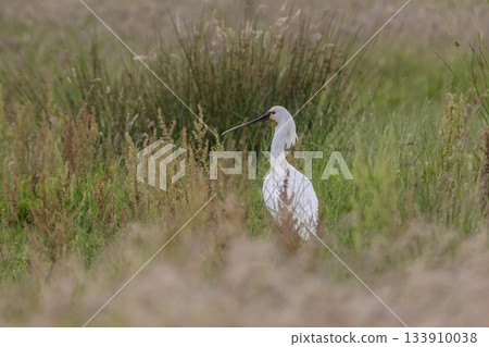 Eurasian spoonbill walking through tall grass in Eempolder, Hoogland West, Netherlands during daytime Eurasian spoonbill walking through tall grass in Eempolder, Hoogland West, Netherlands during daytime 133910038