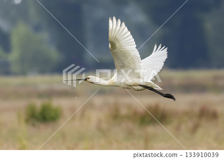 Eurasian spoonbill flying over Eempolder in Hoogland West, Netherlands during a clear day 133910039