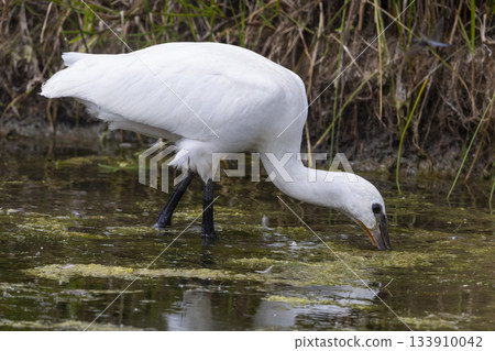 Eurasian spoonbill forages in shallow water of Eempolder in Eemdijk, Netherlands during daylight hours Eurasian spoonbill forages in shallow water of Eempolder in Eemdijk, Netherlands during daylight hours 133910042