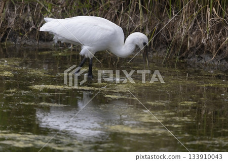 Eurasian spoonbill forages in shallow water of Eempolder in Eemdijk, Netherlands during daylight hours 133910043